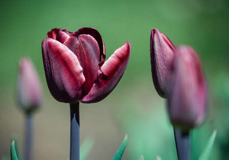 Recipe of the black triumph of the tulip variety, grows in the botanical garden, on the green background one flower opens and three buds, a bright burgundy dark color, a gray stem,の写真素材