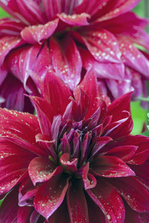 two purple chrysanthemums growing in the park, wet after the rain, water droplets visibleの写真素材
