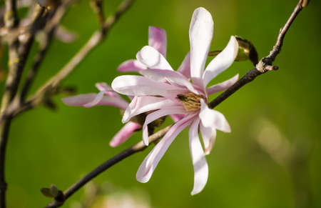 magnolia stellata, several gentle white with a pink flower close up, growing on a branch on the left side of the photo, in a botanical garden, a sunny day, on a green background, nature, spring,の写真素材