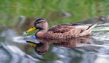 brown duck swimming on the water in a small park, summer, calm weather, it can be seen reflected in the water birds, sunny day,の写真素材