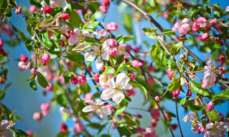 many cherry branch with a blossoming flower and small bright pink buds, lit by sunlight and against the blue sky, young green foliageの写真素材