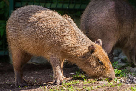 adult capybara sniffs grass in search of food, brown short hair, sunny day, spring period, in the...