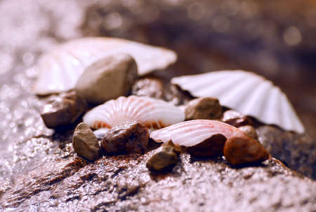 wet seashells and small stones lying on a huge granite wet stone on the beach, on the shore of the...