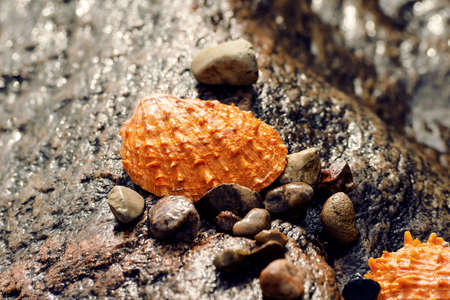 large orange shell lying on a large granite
