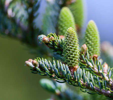 part of the coniferous tree on the right of the coniferous tree on the right side of the picture on...