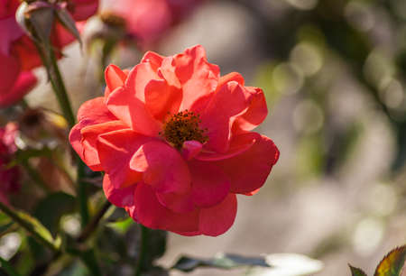 rose flower grade rosi mittermaier, one bright orange-pink-red flower in full bloom against the background of the foliage of the plant, illuminated by sunlightの写真素材