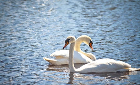 two swans swim side by side along clear blue water in a pond, sunny day, beautiful birds, spring, light, bright, tone photo,の写真素材