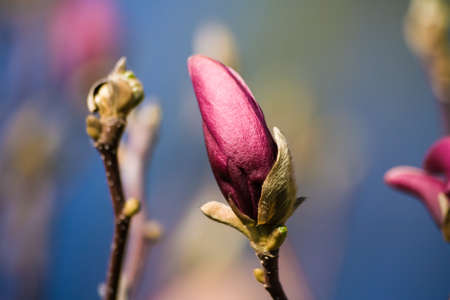 magnolia ricki, large light pink magnolia bud, button, growing on a tree against a blue sky, sunny...