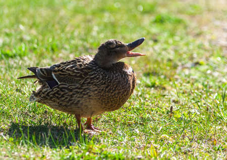 The young duck goes to the right side through the bright green grass in the spring, sunlight, brown feathers,の写真素材