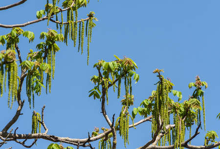 juglandaceae juglans ailantifolia carriere, female and male flowers Manchurian nut spring on a branch, light young leaves, the beginning of flowering, against a background blue sky, sunlightの写真素材