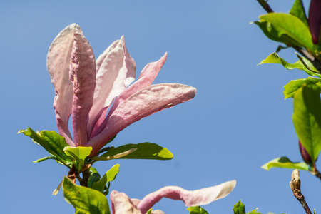 magnolia ricki, large light pink magnolia flower growing on a tree against a blue sky, sunny spring day, petals closeupの写真素材