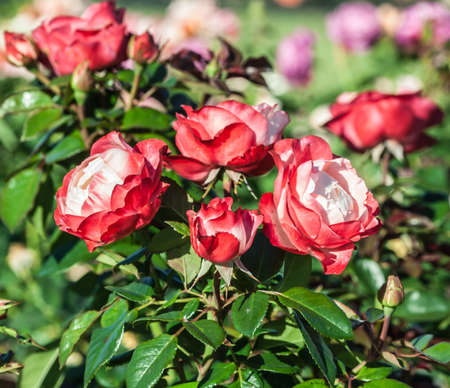 rose nostalgie a bunch of tender white and red flowers, a red border at the tips of the petals, the plant grows in the garden, daylight, summer day, strong green leaves, rose in full bloom, sunny,の写真素材