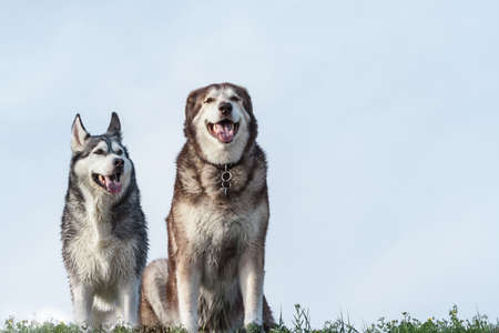 portrait of two dogs, a Alaskan Malamute female and Siberian husky male, the animals sit on a...