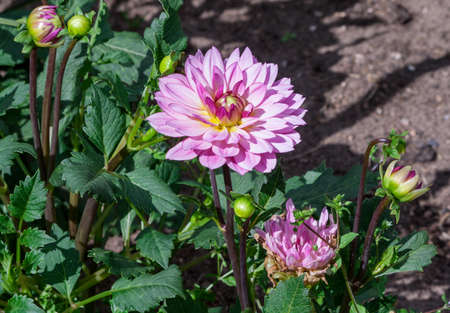 asteraceae dahlia cultorum grade canopus white and pink yellow core large flowers asters in bloom and buds, one flower, beautiful plant, autumnの写真素材