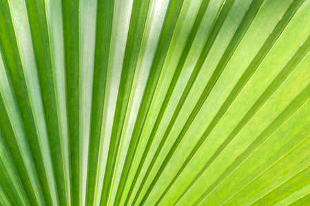 part of a green palm leaf as a background, a light texture with some shadow on top and side, sunny view of a tropical plantの写真素材
