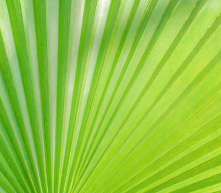 part of a green palm leaf as a background, a light texture with some shadow on top and side, sunny view of a tropical plantの写真素材