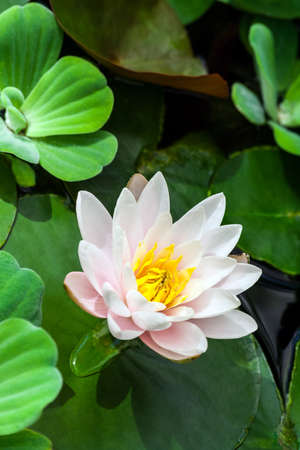 white and pink with a yellow lotus core surrounded by aquatic plants in the water, sunlight illuminates the plant, a beautiful flower in the summer, vertical imageの写真素材
