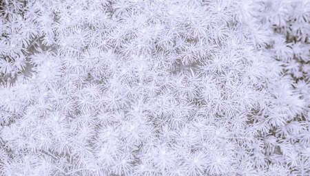 a lot of small fir branches in white color, soft blur on the full picture, white and gray background, light textures with spiny plantsの写真素材