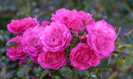 rose grade heidetraum, semi-double, cup-shaped flowers of dense pink color, rose of deep pink color,の写真素材