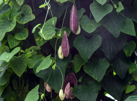 aristolochia macrophylla, shrubby liana in a garden, one large flower and several small, green leavesの写真素材