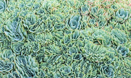 a lot of small grapeopetalum succulents with plump petals are blue, green and orange, the plants are densely planted and create a very dense texture, a beautiful photo, natural,の写真素材