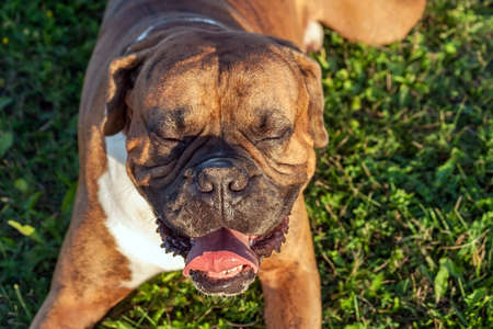 the dog is a German boxer breed with closed eyes and open jaws on the green grass, a sunny day, the animal rests in the sun, a funny muzzle, photo from aboveの写真素材