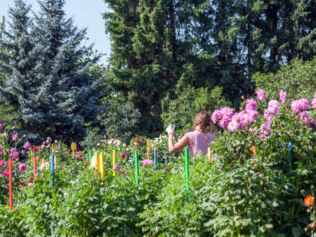 look of the girl from the back in a pink striped sweater and gloves for a garden work, woman surrounded by chrysanthemums, cultivates a garden, a sunny day, in the background tall trees and blue spruceの写真素材