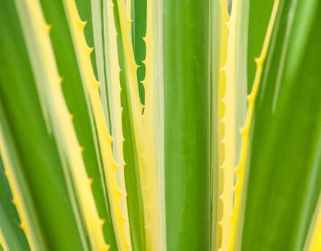 parts of a huge agave, yellow and green color with large spiky leaves growing in the garden, light texture, green plant with yellow border and spiny edges of leafの写真素材