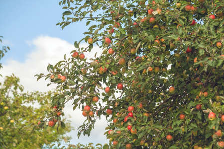 Apple tree branches with a large number of apples against the blue sky and clouds, fruits of red,...