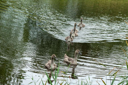 Six small chicks swans of a gray-brown color float on the lake water and look into the camera,...
