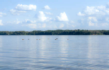 Quiet lake on a sunny day, in the distance of a duck and another shore on which grow dense trees, blue water and sky with white fluffy clouds, calmly and peacefullyの写真素材