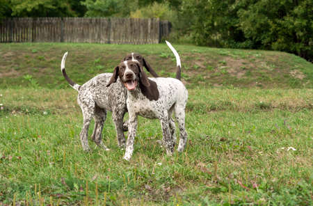 german shorthaired pointer, german kurtshaar two puppies age three months standing on the grass, silly face, funny animals,の写真素材