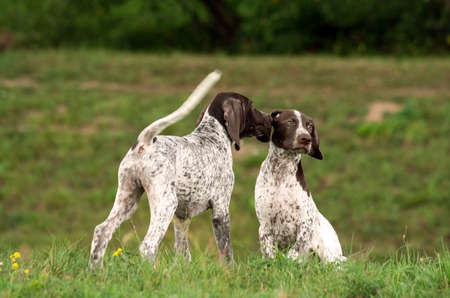 german shorthaired pointer, german kurtshaar two spotted little puppy, one is sitting on the grass, the second is standing and licking the ear first, in the background green grass, white with brownの写真素材