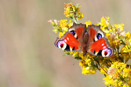 peacock butterfly sits on a branch with yellow flowers, in the background a light blurred background of grass, wings are open, insect is turned by antennae downwardsの写真素材