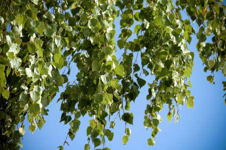 several large birch branches with green foliage hang down, a blue bright sky on a background, sunny weather, a background of small leaves,の写真素材