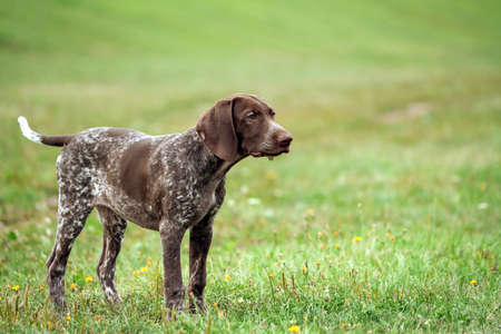 german shorthaired pointer, german kurtshaar one brown spotted puppy tranquility, calm look, standing on a field,の写真素材