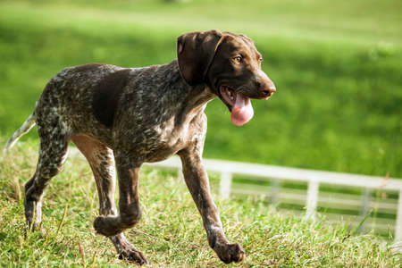 german shorthaired pointer, german kurtshaar one brown spotted puppy close-up, the dog runs fast with the tongue sticking out, paw movement over the field, green grass and fence fence in the distanceの写真素材