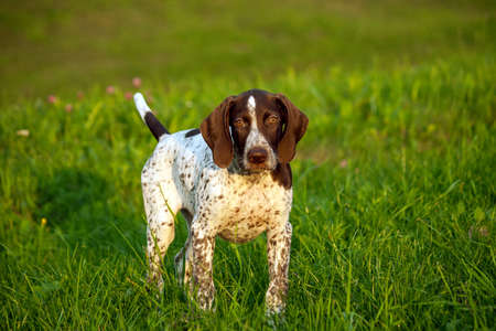 german shorthaired pointer, german kurtshaar one brown spotted puppy, photo in the evening light in the nature, the animal looks at the bright green grass,の写真素材