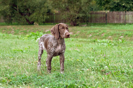 german shorthaired pointer, kurtshaar one brown spotted puppy standing on the field on the green grass and looking into the distance, in the background a wooden fence and trees, a calm dog,の写真素材