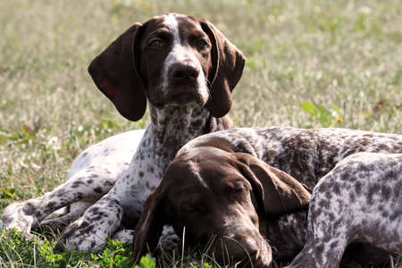 german shorthaired pointer, german kurtshaar two spotted little brown puppy, dogs lie on the grass in the autumn in the sun, one animal sleeps, the second looks at the camera, a sunny autumn day,の写真素材