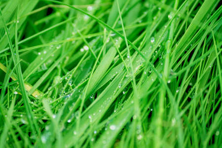 wet green grass growing in the field, close-up of a drop of dew in daylight,