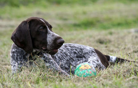 german shorthaired pointer, kurtshaar one brown spotted puppy lying on the green grass, next to it there is a green little ball, the dog is looking to the side, the profile photo is close up,の写真素材