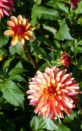 variety of chrysanthemum crazy legs dahlia, one flower close-up, one large orange-red-pink flower surrounded by green foliage and similar plants, sunny autumn day, bright view, vertical photoの写真素材