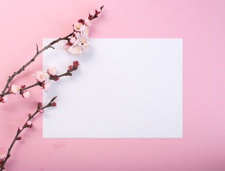 Flowering branch of a plum tree on pink frame.の写真素材