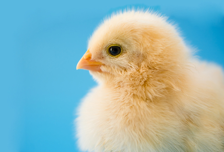 Newborn yellow chicken.の写真素材