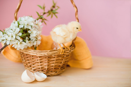 Newborn yellow chickens in a wicker basket.