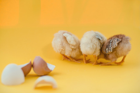 Newborn yellow chickens and broken eggs.