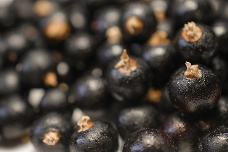Background texture of dripping black cuurant.の写真素材