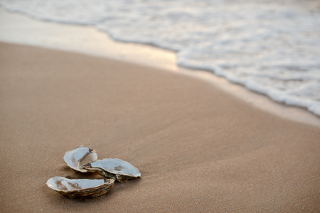 Picturesque oyster shells in the soft sunset light on the surf line with sand on the sea beach, as a concept of summer holidays, sea resort, spa.の写真素材