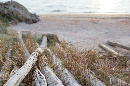 Old logs are gray with wind and salty water, lying in the grass by the sea.の写真素材